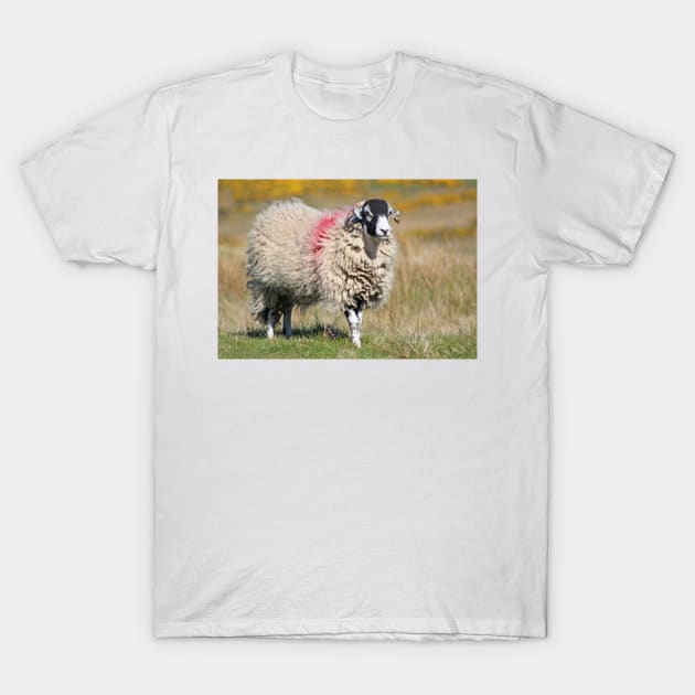 Swaledale Sheep on the Fells T-Shirt by Furtographic